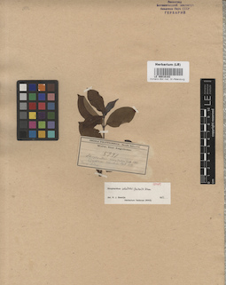 LE 00016183