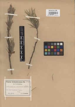LE 00016205