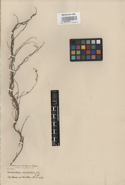 LE 00016208