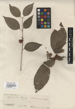 LE 00016260