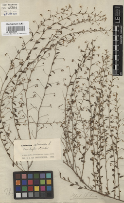 LE 00016265