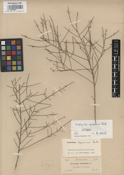 LE 00016267