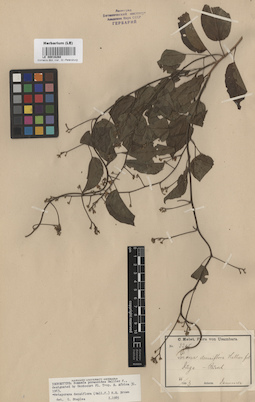 LE 00016268