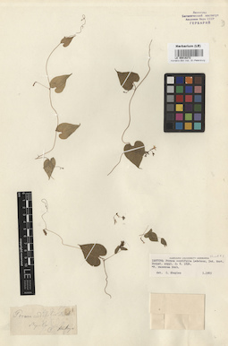 LE 00016272