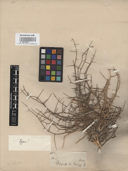 LE 00016281