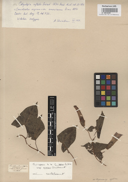 LE 00016285