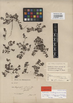 LE 00016300