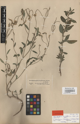 LE 00016304