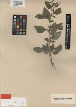 LE 00016305