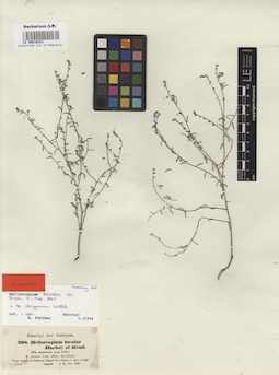 LE 00016331