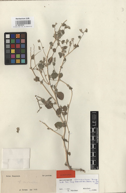 LE 00016334