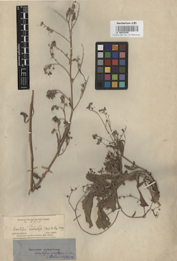 LE 00016449