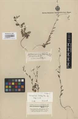 LE 00016472