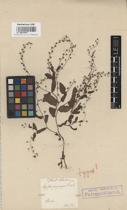 LE 00016487