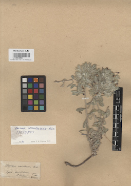 LE 00016502