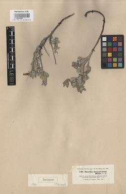 LE 00016504