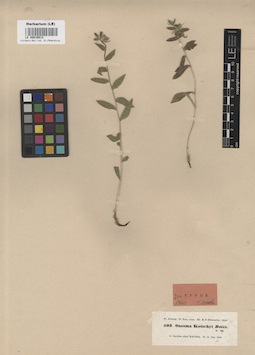 LE 00016513