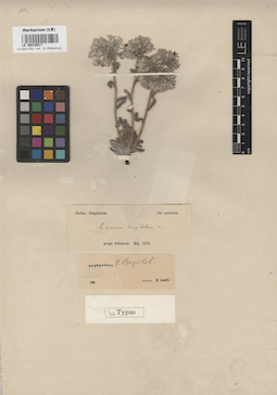 LE 00016517
