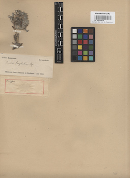 LE 00016518