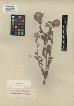 LE 00016519