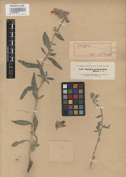 LE 00016521