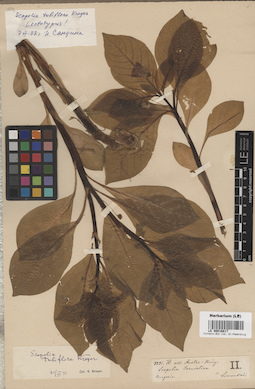 LE 00016817