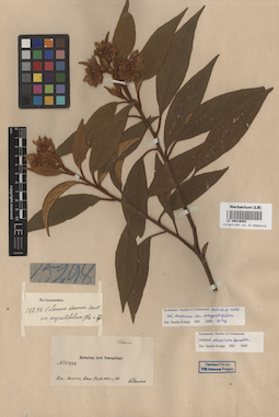 LE 00016893