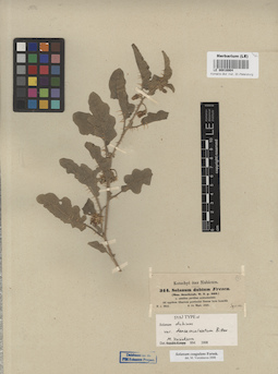 LE 00016904