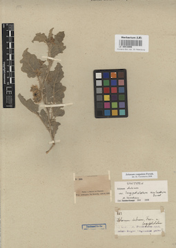 LE 00016906