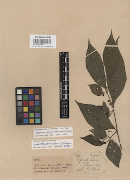 LE 00016926