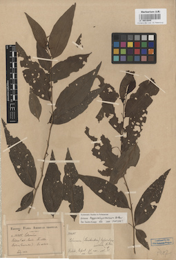 LE 00016949