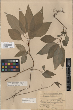 LE 00016960