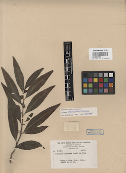 LE 00016981
