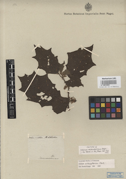 LE 00016982