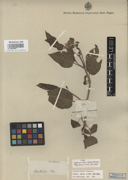 LE 00016987