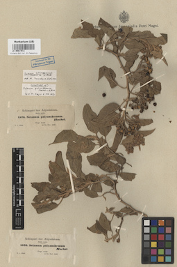 LE 00017011