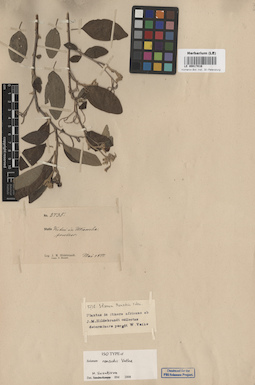 LE 00017016