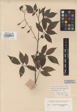 LE 00017024