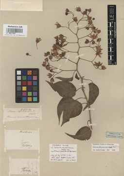 LE 00017025