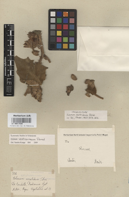 LE 00017026
