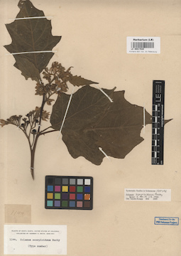 LE 00017029
