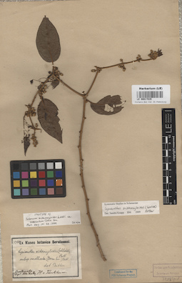 LE 00017035