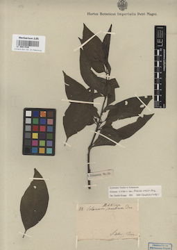 LE 00017036