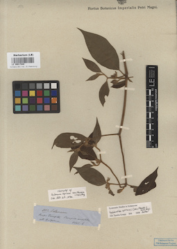 LE 00017040