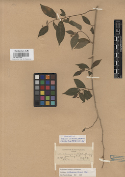 LE 00017058