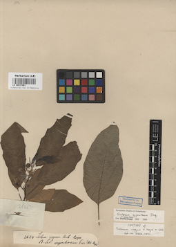 LE 00017061