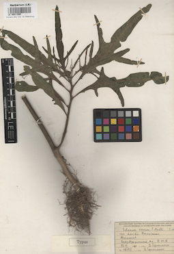 LE 00017065