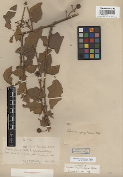 LE 00017071