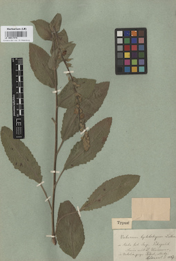 LE 00017078