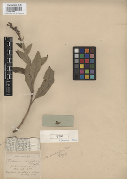 LE 00017084